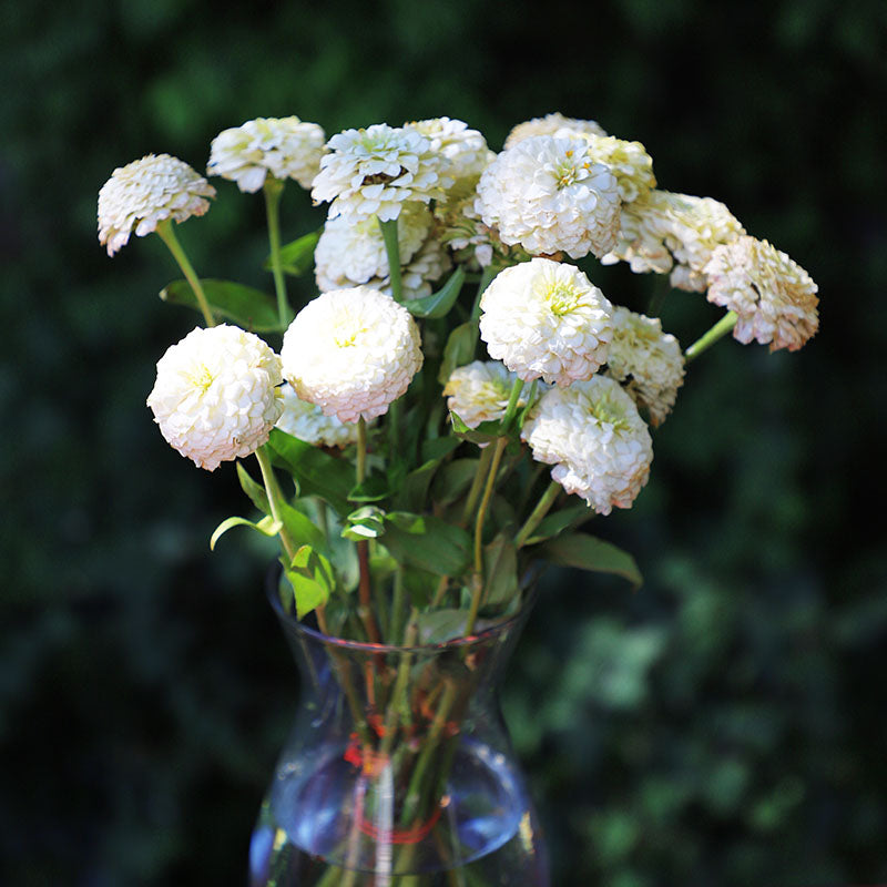 Zinnia Oklahoma White Seed – Harris Seeds