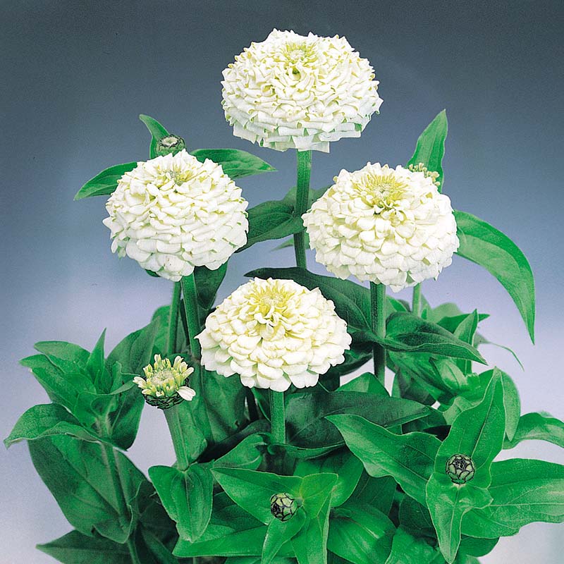 Zinnia Oklahoma White Seed – Harris Seeds
