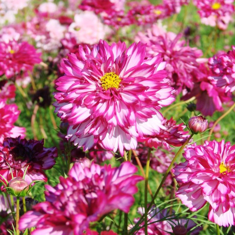 E.R様用② COSMOPOLITAN DIVA 12本 Cosmos Double Click Violet Bicolor Seed – Harris Seeds