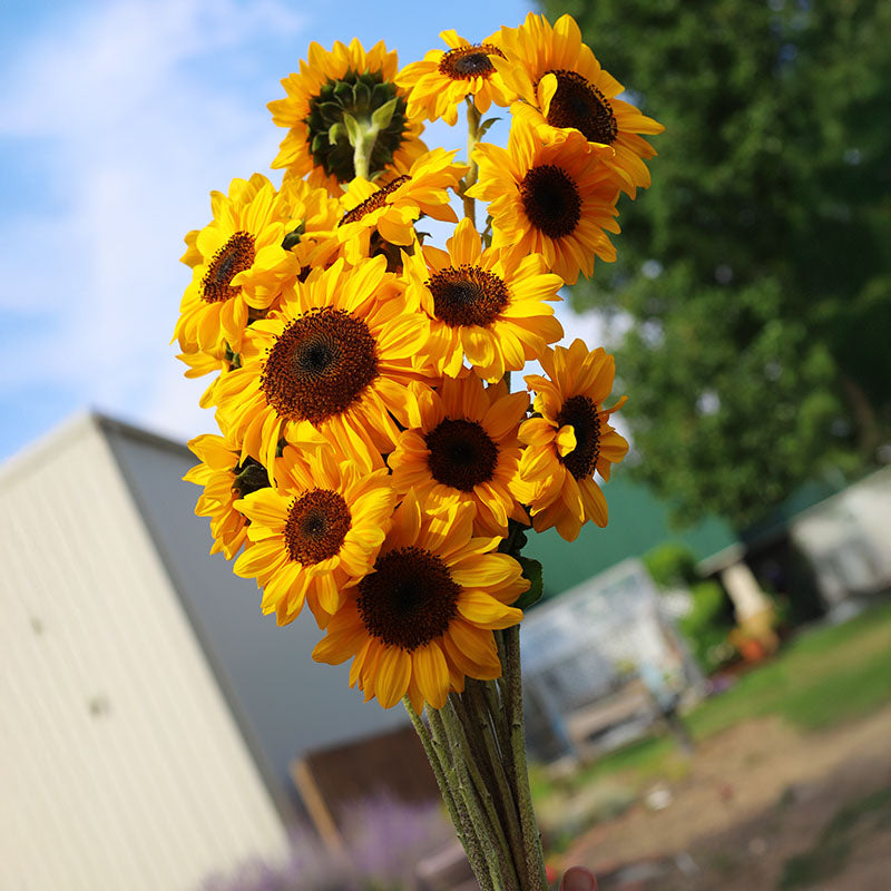 sunflower seed yield per plant Sunflower ProCut Horizon F1 Seed – Harris Seeds
