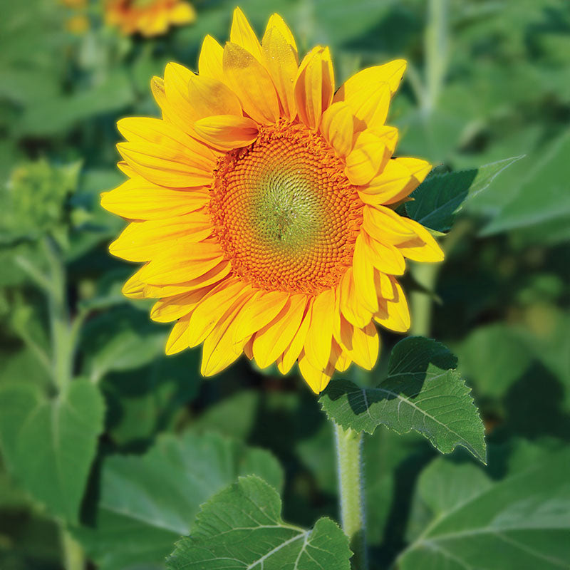 イエローストーンベスト　40 オリーブ Sunflower ProCut Gold Lite DMR F1 Seed – Harris Seeds
