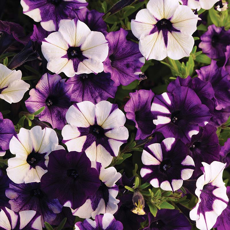 Petunia Shock Wave Purple Tie Dye F1 Seed – Harris Seeds