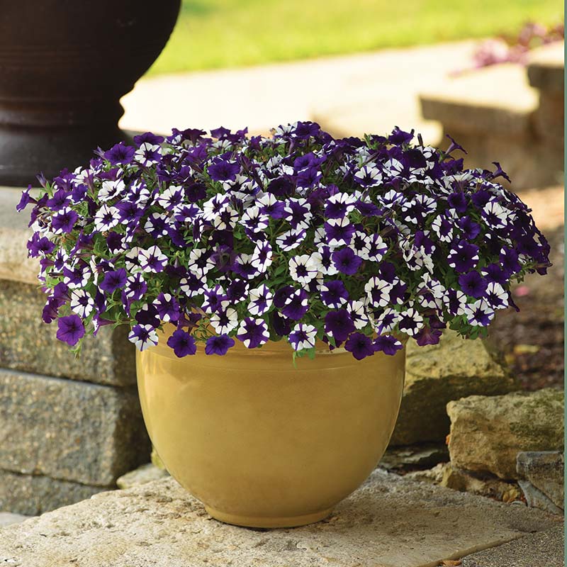 black purple scarce rare phantom petunia flower seeds Petunia Shock Wave Purple Tie Dye F1 Seed, Size: 25 Seeds