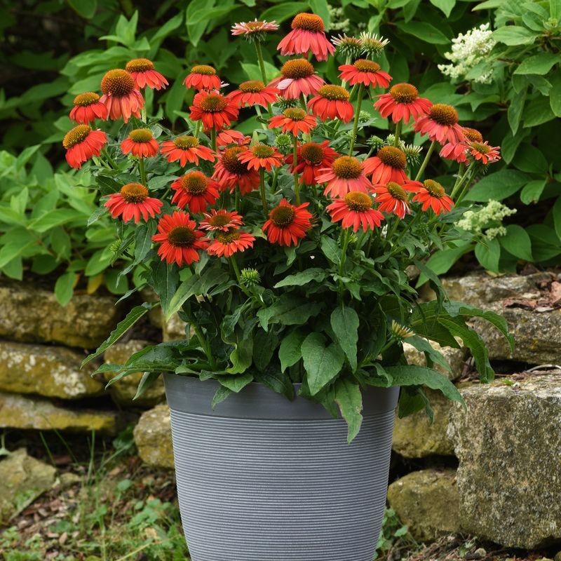 ombre herbicide Echinacea Artisan Red Ombre F1 Seed RAW / 100 seeds / UNTREATED