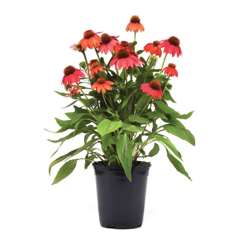 red echinacea seeds Echinacea Artisan Red Ombre F1 Seed RAW / 100 seeds / UNTREATED