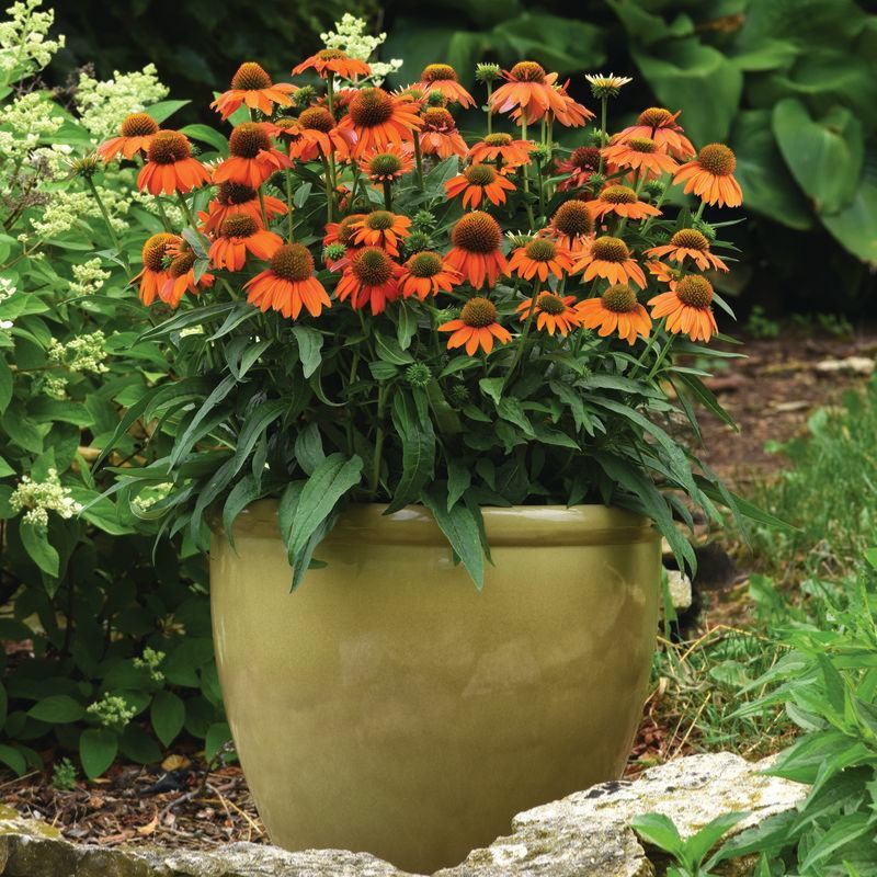 Echinacea Artisan Soft Orange F1 Seed – Harris Seeds