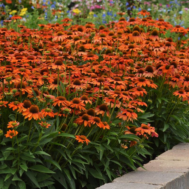 echinacea sombrero seeds Echinacea Artisan Soft Orange F1 Seed RAW / 25 seeds / UNTREATED
