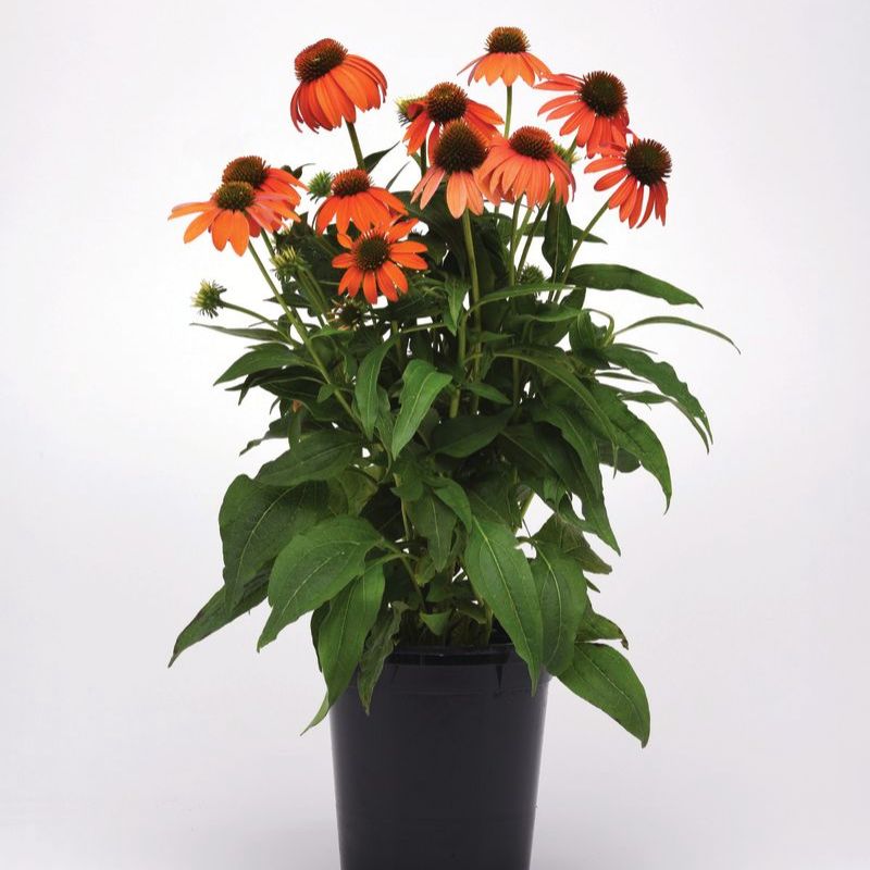 Echinacea Artisan Soft Orange F1 Seed RAW / 25 seeds / UNTREATED