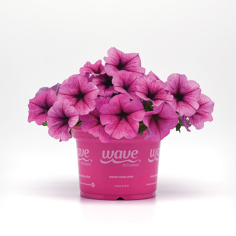 Petunia Easy Wave Rose Fusion F1 Seed – Harris Seeds