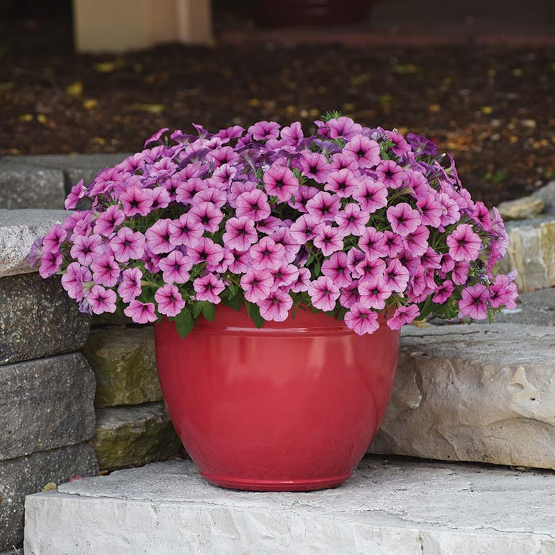 Petunia Easy Wave Rose Fusion F1 Seed – Harris Seeds