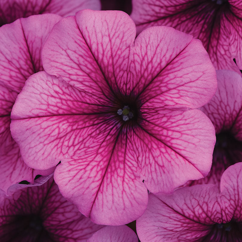 Petunia Easy Wave Rose Fusion F1 Seed – Harris Seeds