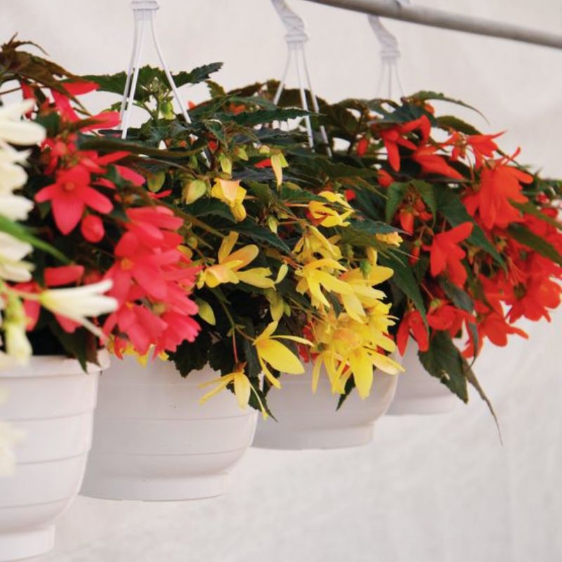 begonia flower seeds Begonia Groovy Mix F1 Seed