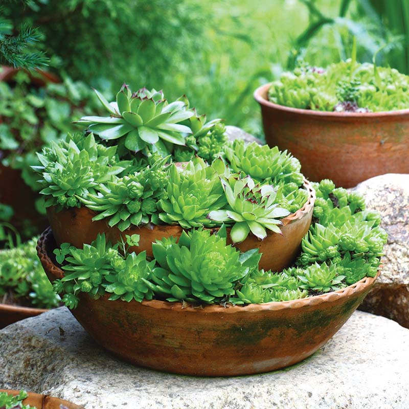 succulent perennials Sempervivum Hippie Chicks Seed