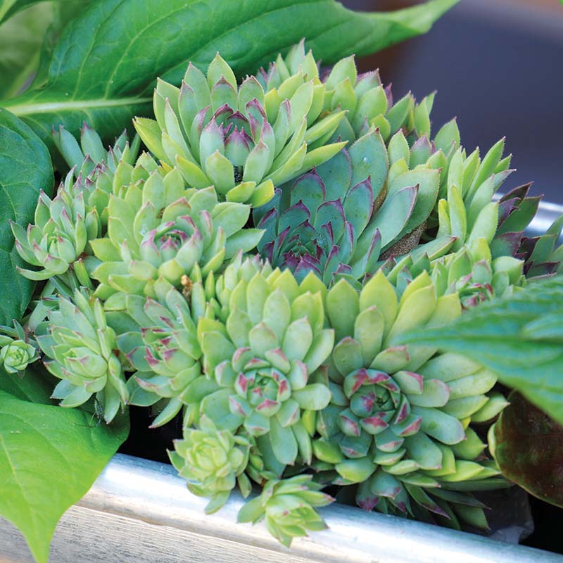 the succulent hippie Sempervivum Hippie Chicks Seed