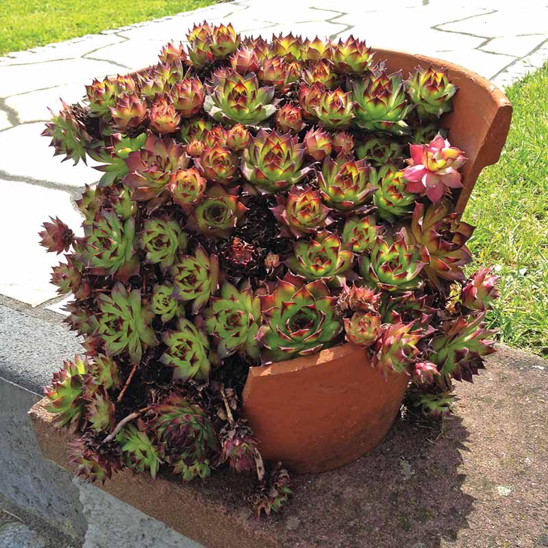 the succulent hippie photos Sempervivum Hippie Chicks Seed