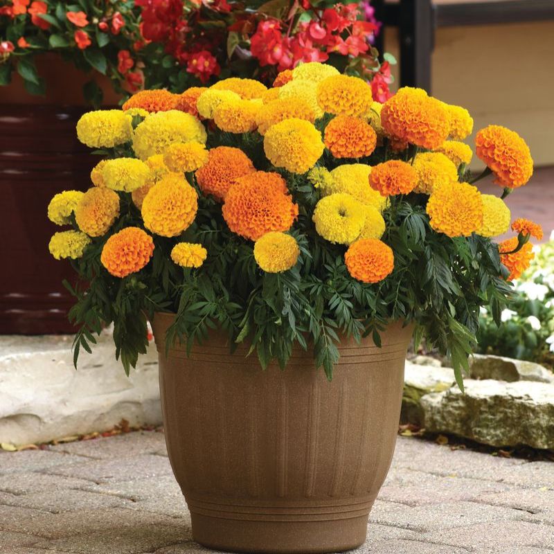 potting mix for marigold Marigold Marvel II Mixture F1 Seed