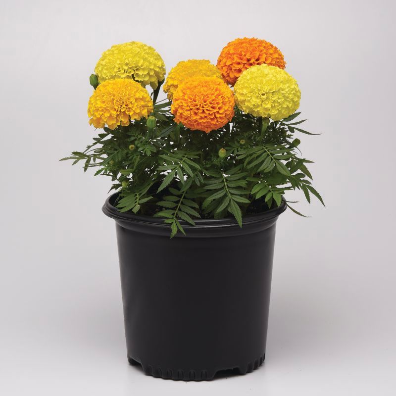 black marvel potting mix Marigold Marvel II Mixture F1 Seed