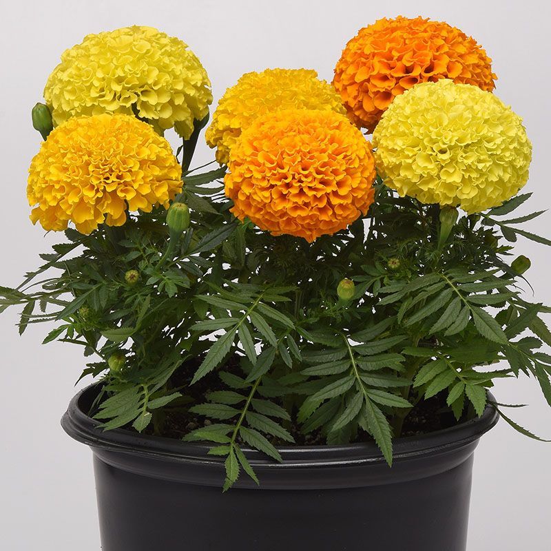 marigold house plant Marigold Marvel II Mixture F1 Seed