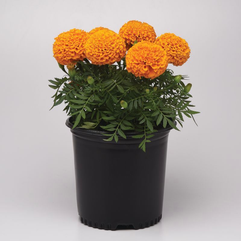 big marigold seeds Marigold Marvel II Orange F1 Seed