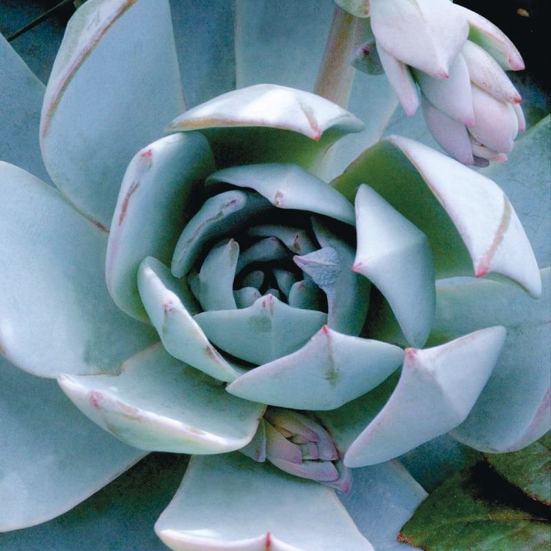 Echeveria Peacockii Urban Orange Seed – Harris Seeds