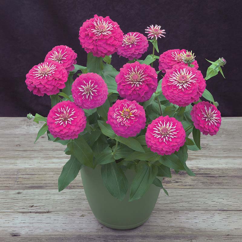Zinnia Preciosa Pink F1 Seed – Harris Seeds