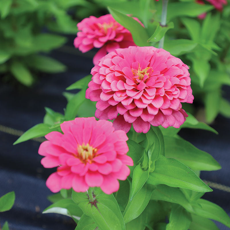 Zinnia Preciosa Pink F1 Seed – Harris Seeds
