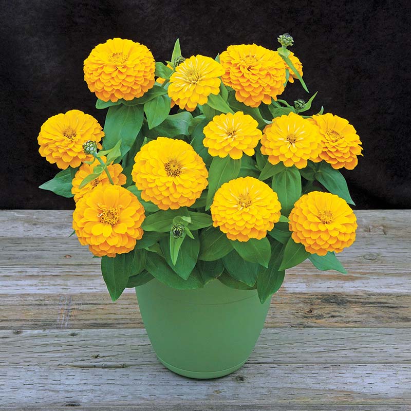 Zinnia Preciosa Yellow F1 Seed – Harris Seeds