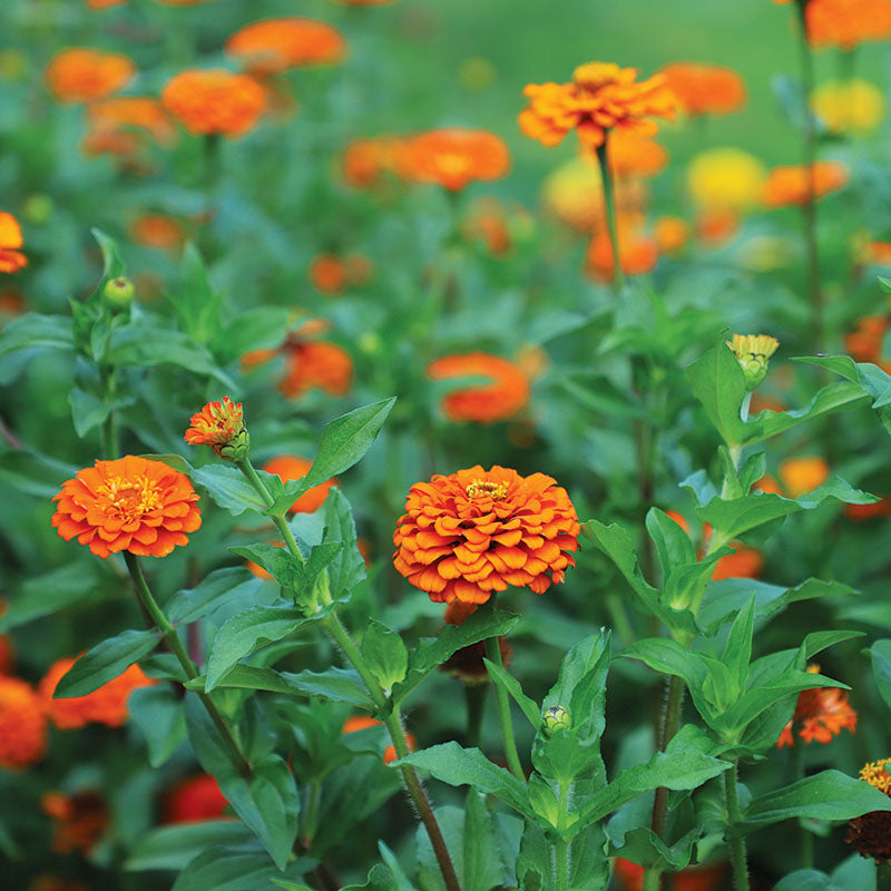 Zinnia Queeny Pure Orange Seed – Harris Seeds