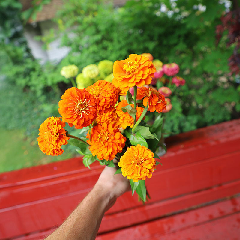 Zinnia Queeny Pure Orange Seed – Harris Seeds