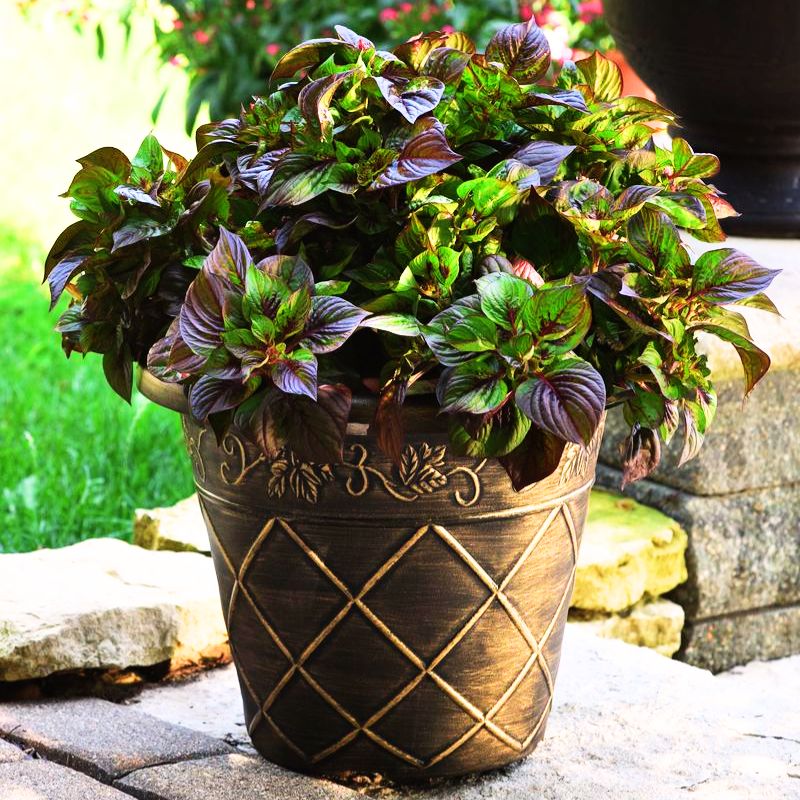 Celosia Sol Gekko Green Seed – Harris Seeds