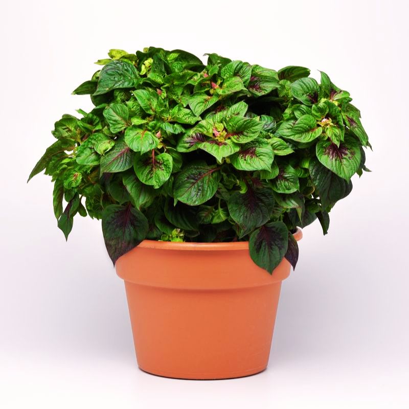 Celosia Sol Gekko Green Seed – Harris Seeds