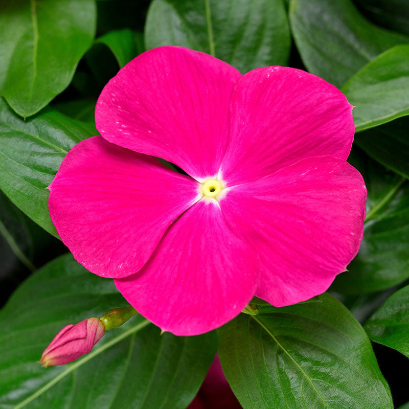 Vinca Cora Cascade Bright Rose F1 Seed – Harris Seeds