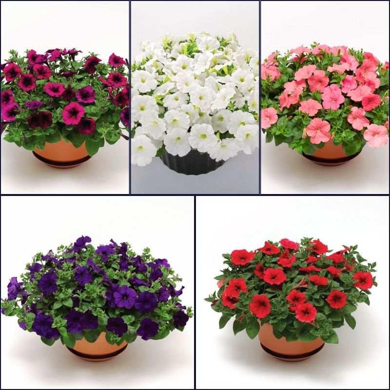 calibrachoa petunia flower seeds Petunia FotoFinish Mix F1 Seed