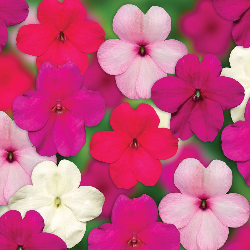 Impatiens Imara XDR Rosy Mix F1 Seed – Harris Seeds