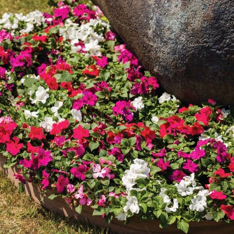 夢PLANTS　柳緑花紅　ラプラス Impatiens Imara XDR Rosy Mix F1 Seed – Harris Seeds