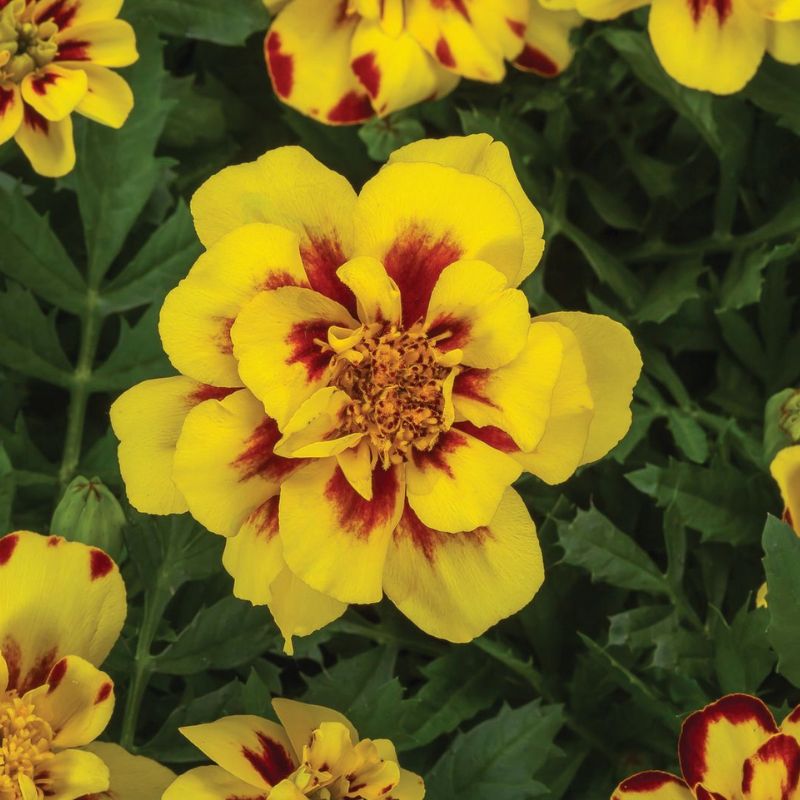 large marigold seeds Marigold Alumia Crme Brulee Seed