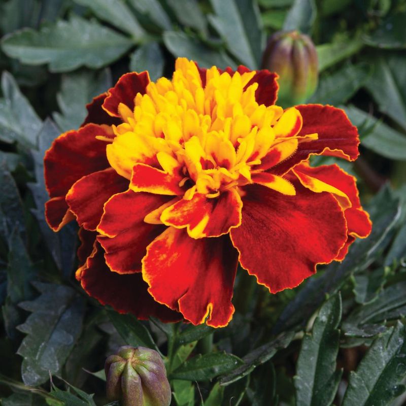 marigold bulk seeds Marigold Happy Spry Seed