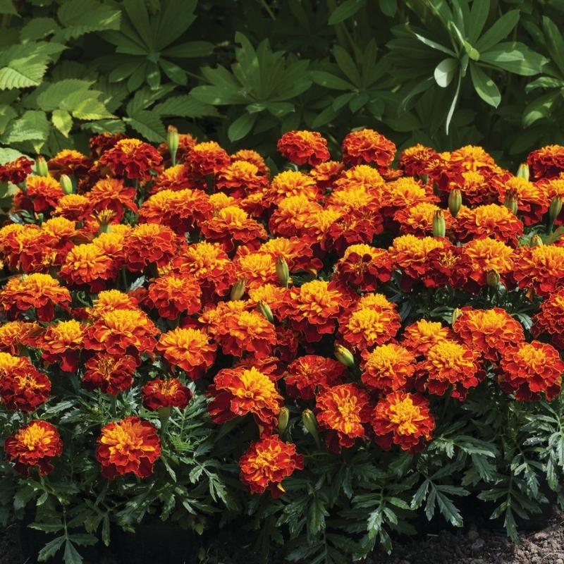marigold bulk seeds Marigold Happy Spry Seed