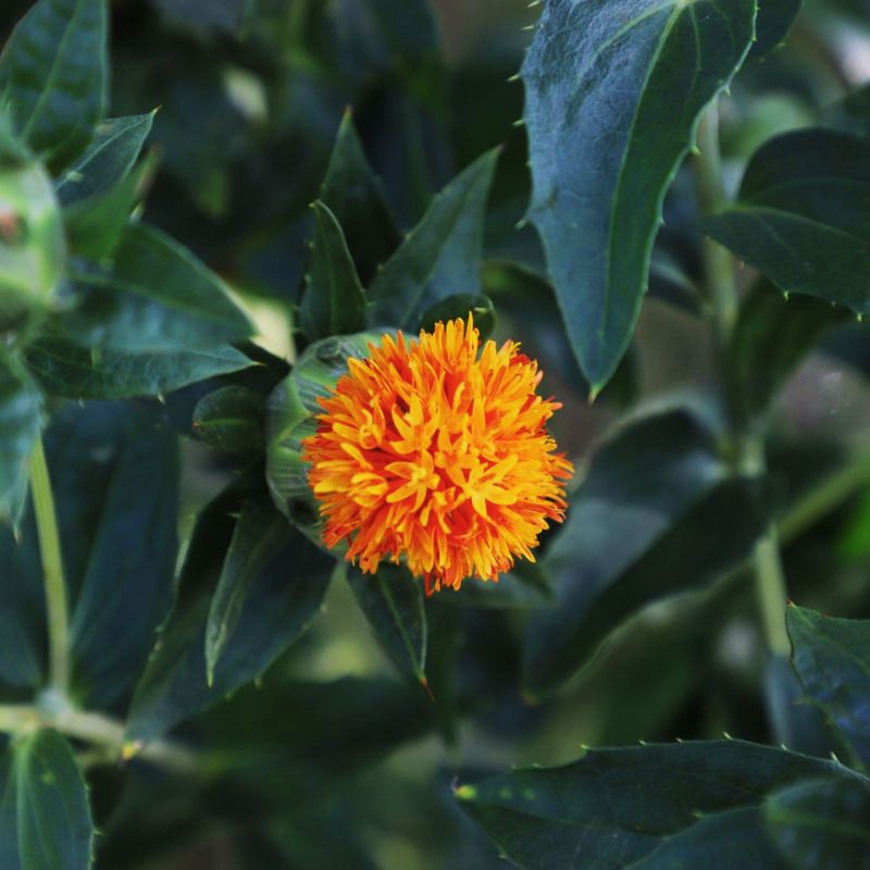 grenade herbicide Carthamus Grenade Orange Seed