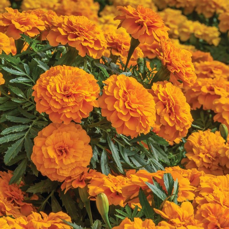 f1 marigold seeds Marigold Endurance Orange F1 Seed
