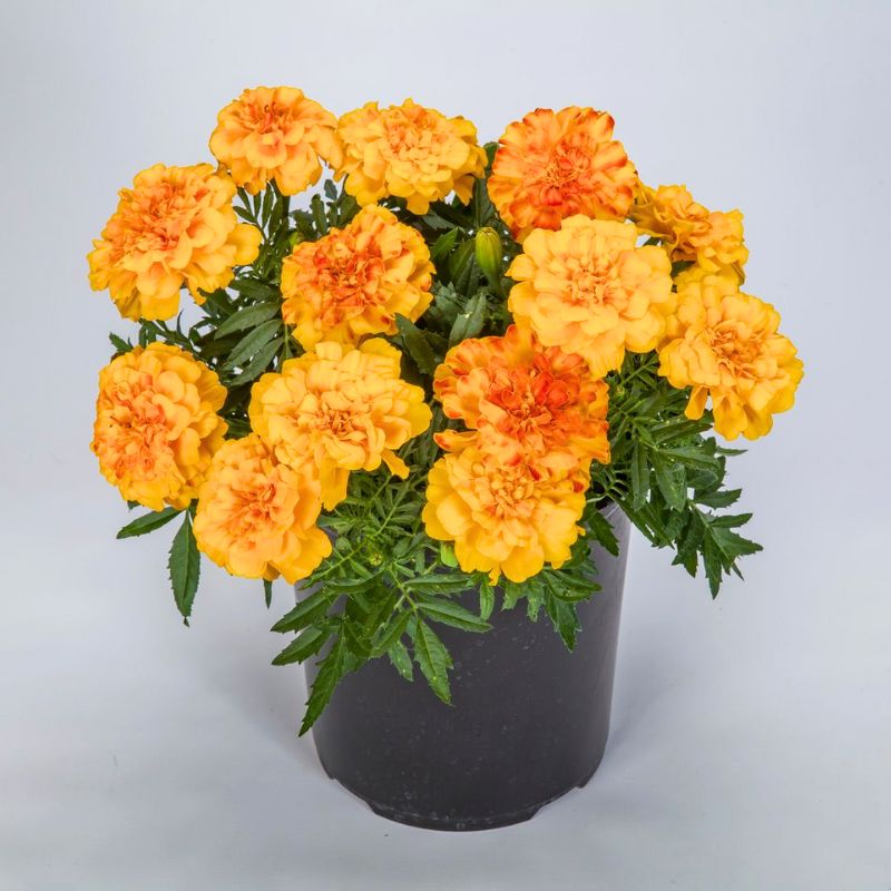 marigold seed osrs Marigold Endurance Sunset Gold F1 Seed