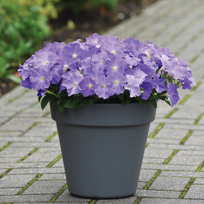 Petunia E3 Easy Wave Blue Sky F1 Seed – Harris Seeds