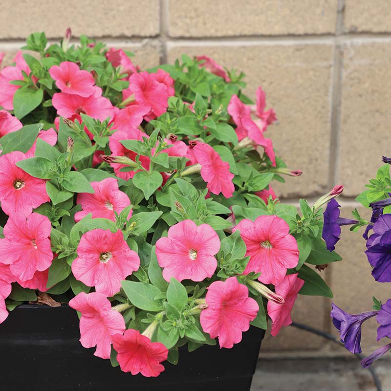 Petunia E3 Easy Wave Coral F1 Seed – Harris Seeds