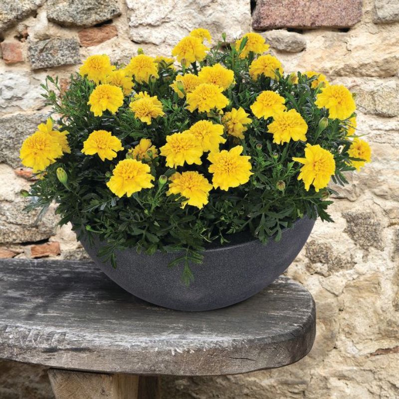 Marigold Super Hero Deep Yellow Seed – Harris Seeds