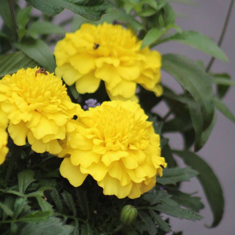 マリンゴールド Marigold Super Hero Deep Yellow Seed – Harris Seeds