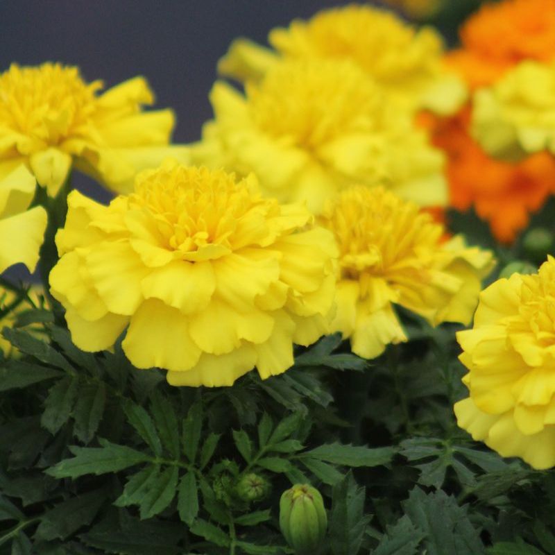 Marigold Super Hero Deep Yellow Seed – Harris Seeds