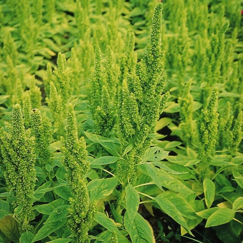 amaranth seed plant Amaranthus Green Thumb Seed RAW / 250 seeds / UNTREATED