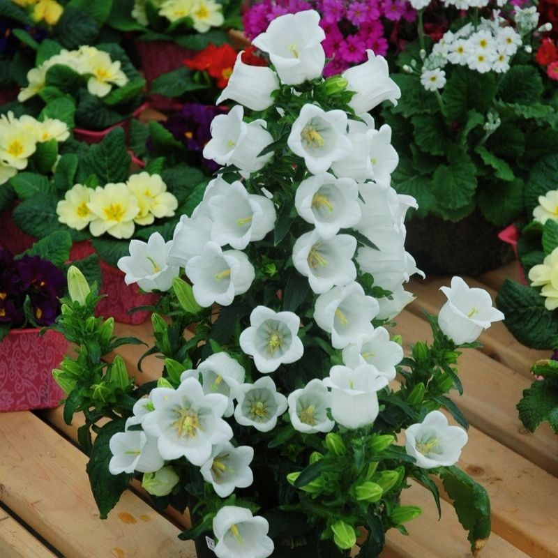 champion flower seed Campanula Champion 2 White F1 Seed PELLETED / 10 seeds / UNTREATED