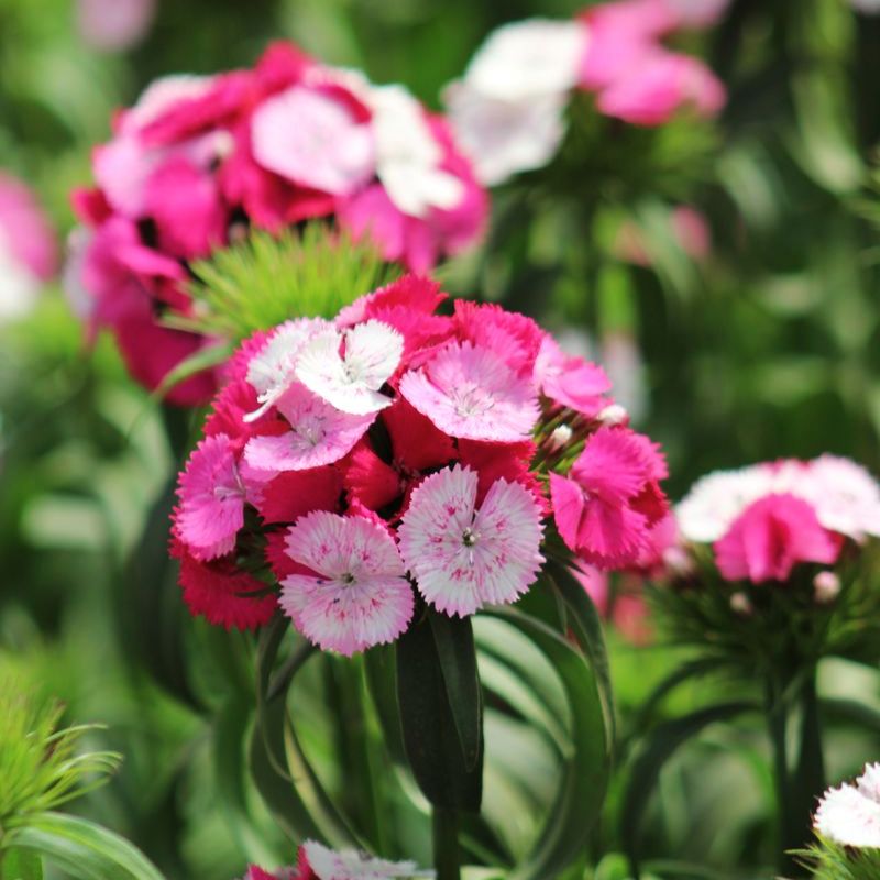 grand prix rose seeds Dianthus Sweet Rose Magic F1 Seed