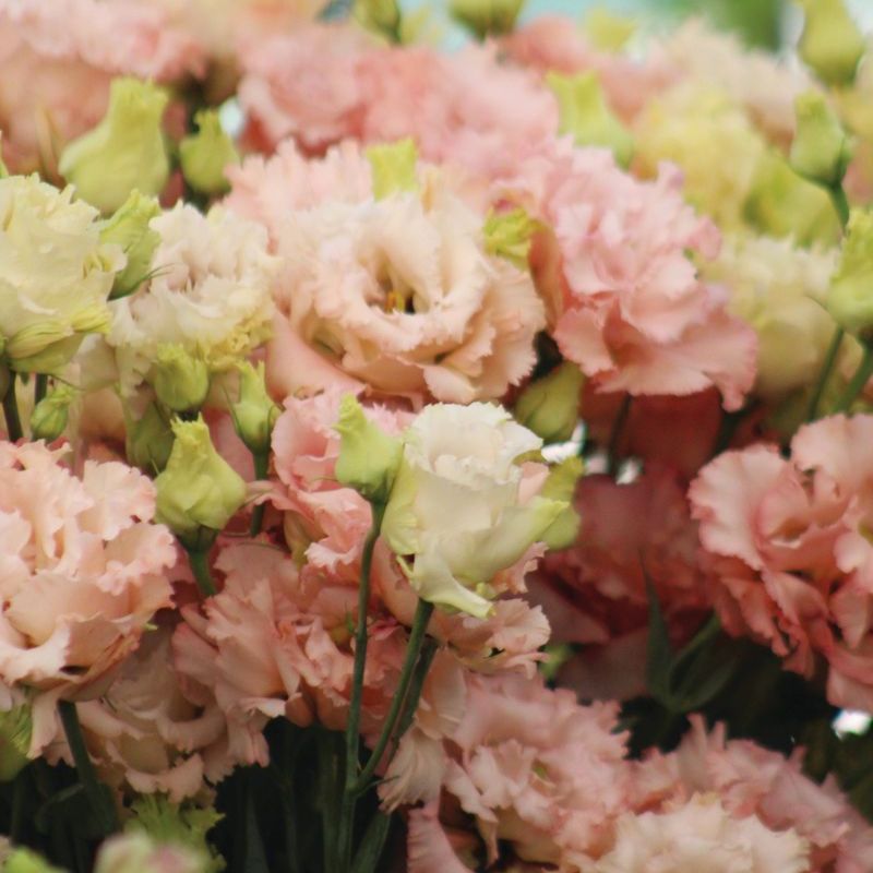 Lisianthus Voyage 2 Champagne F1 Seed – Harris Seeds